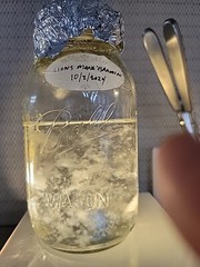 Lion’s Mane ‘Brainiac’ Hericium erinaceus Mushroom Mycelium Liquid Culture 10+ml