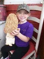 Morel Mushroom Spores in Sawdust Bag Garden Grow Kit Makes 5 gal FREE SHIPPING