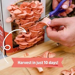 Pink Oyster Mushroom Growing Kit Organic Indoor Planting Easy Gourmet Harvest