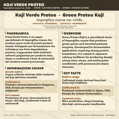 Aspergillus oryzae Green Proteo Koji Slant Proteolytic Agar Garum Meat