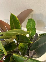 Rubber ficus cuttings- all available on market today-pictured
