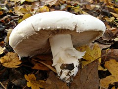 Seeds Mushroom Champignon GIANT Mycelium Spawn Dried Spores Organic Ukraine