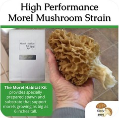 Morel Mushroom Grow Kit GROW MORELS IN YOUR BACKYARD – START THIS SUMMER!
