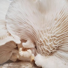 Aspen Oyster Pleurotus populinus Liquid Mushroom Culture