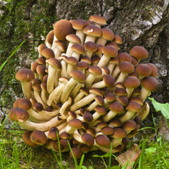 Pioppino (Agrocybe aegerita) Liquid Culture