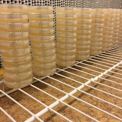 10 Petri Dishes Malt Extract Agar Sterile BD Falcon 60x15mm