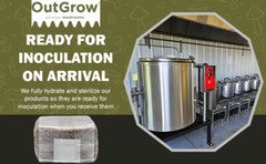 12-Pack Sterilized Rye Berry Grain Spawn – 1 lb Bags (No Injection Ports)