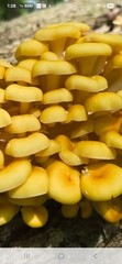 Oyster Mushroom Liquid Culture Mycelium Syringes, Pick Any 7 From 11 Varieties