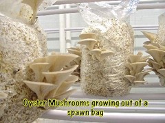 MycoHaus 6 one pound bags sterilized rye grain berries mushroom spawn grow bag