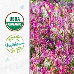 100% Organic Seed Packet – Linaria ‘Fairy Bouquet’ 50mg Flowers