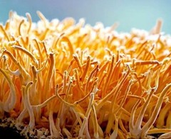 Cordyceps Liquid Culture – 12cc Syringe – 10 Pack – Chefs Mushrooms