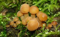 Seeds Honey Mushroom Winter Mycelium Spawn Dried Spores Organic
