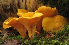 Seeds Mushroom Chanterelle Yellow Mycelium Spawn Spores Organic Ukraine