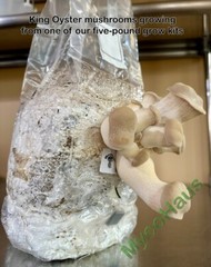 MycoHaus 16 Pack All in One 5 LB Rye & Compost Mushroom Substrate Spawn Grow Kit