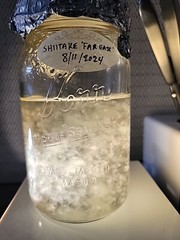 Shiitake Lentinus edodes ‘Far East’ Liquid Culture Syringe 10+ ml Cold Donko Str