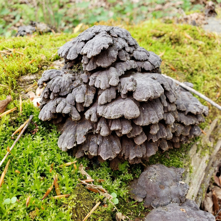 Sweet Knot Mushroom (Globifomes graveolens) Liquid Culture