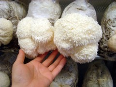 Lion’s Mane Mushroom Grow Kit 2-Pack (H. erinaceus) – 2 x 5 lb Blocks!