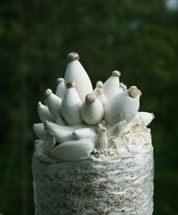 10cc Liquid Culture of CLEAN King Oyster Mycelium for Easy Cultivation