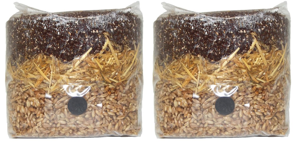 All in One Mushroom Grow Bag (2 Pack)