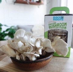 New Organic Mini Mushroom Grow Kit Harvest Gourmet Oyster Mushrooms In 10 days