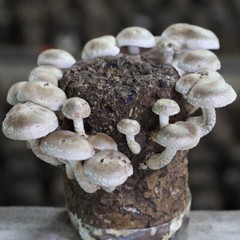 Shiitake 3782 (Lentinula edodes) Liquid Culture