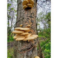 Aspen Oyster Pleurotus populinus Liquid Mushroom Culture