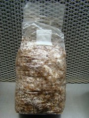 Lion’s Mane Mushroom Grow Kit 2-Pack (H. erinaceus) – 2 x 5 lb Blocks!