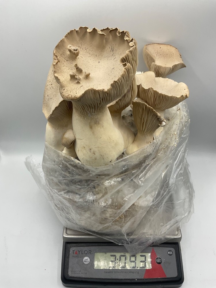 Mushroom Liquid Culture Syringe: King Oyster #4. 10ML