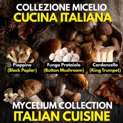 3 Liquid Cultures Mushrooms Mushrooms Poppino Cardoncello Italian Tradition