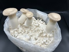 Liquid culture premix for mycology, 150g, makes 12 liters