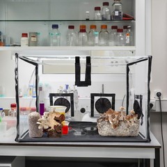 Large Still Air Box Mushroom Mycology Fume Hood Propagation Stationsgrow Kit Mus