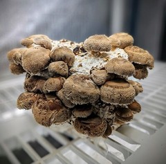 Gourmet Mushroom Culture Special! Over 180 Species Available at PrimeFungi