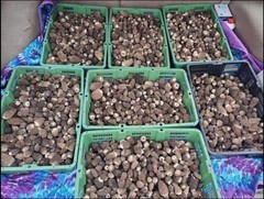 4 Pack! Black Morel Mushroom – Garden Grow Kit – Organic – Spawn – Starter