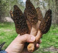 RARE! 3 Pack! Black Morel Mushroom – Garden Grow Kit – Organic – Spawn – Starter