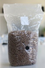Sterilized Rye Grain Spawn (5 LB) for Mushroom Cultivators and Growers in Canada