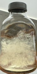 Quick Culture Mini Spore Germinating Liquid Culture Jars (3-Pack)