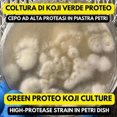 Aspergillus oryzae Green Proteo Koji Petri dish – Protein Fermentation