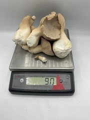Mushroom Liquid Culture Syringe: King Oyster #4. 10ML