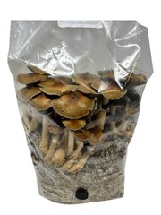 Maitake (Hen of the Woods) Indoor Mushroom Grow Kit Ready to Grow! 5 Pound