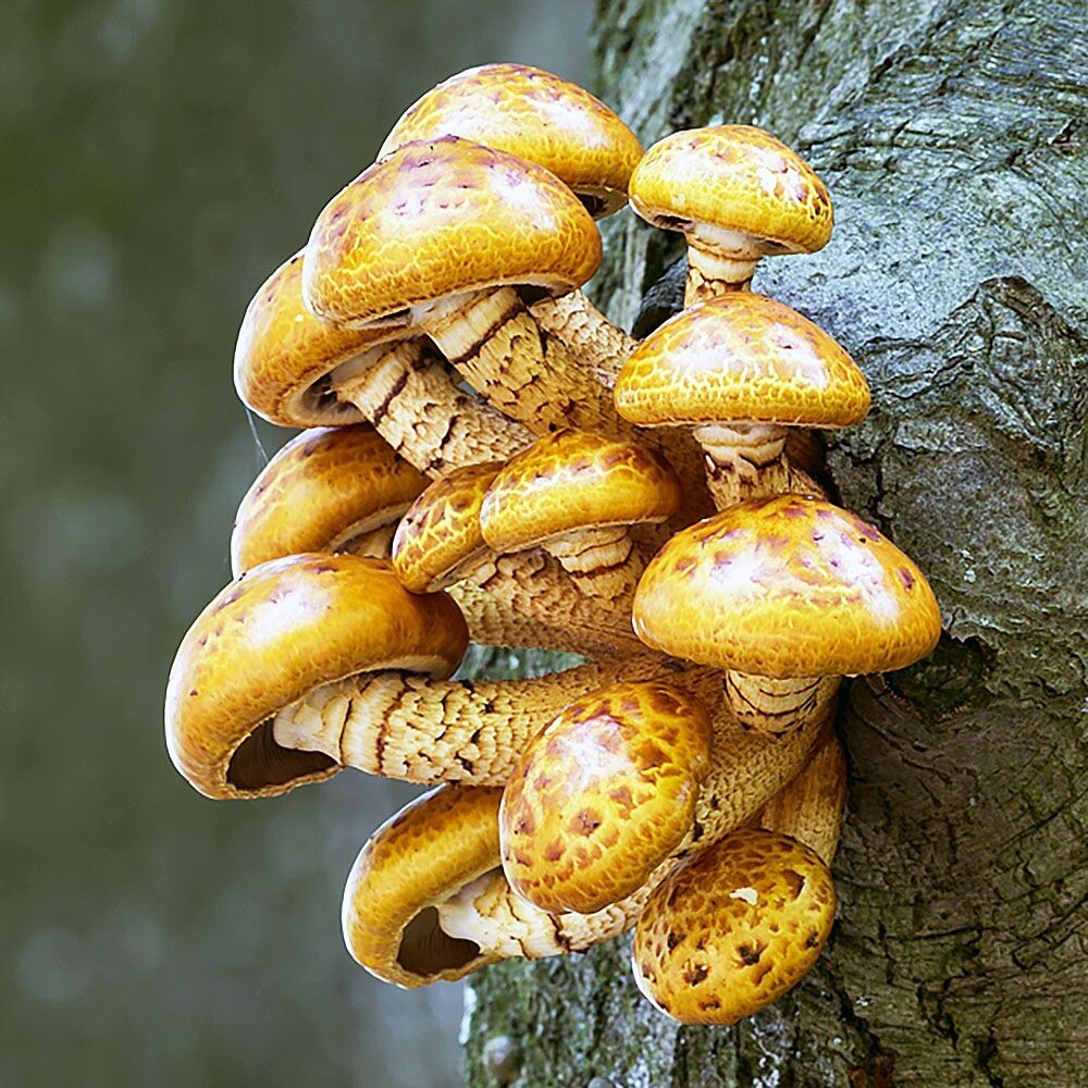 Chestnut Mushroom (Pholiota adiposa) Liquid Culture