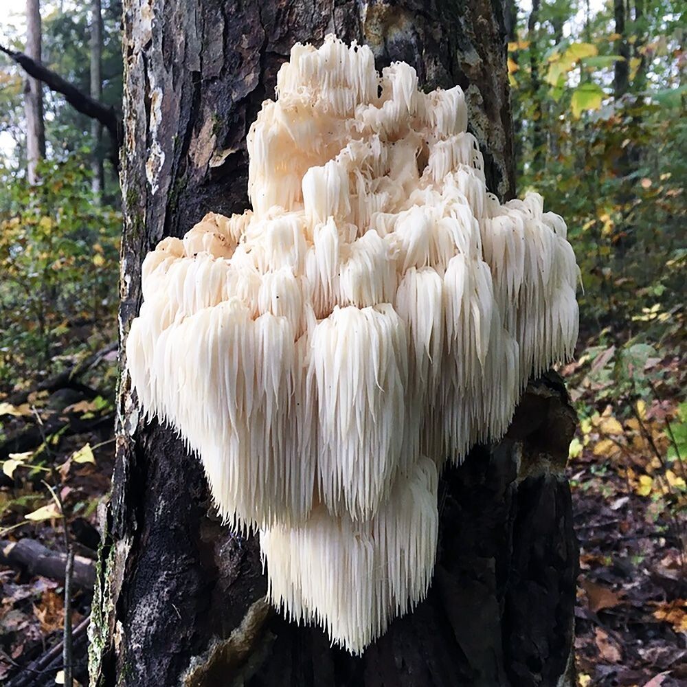 Bears Head Tooth (Hericium Americanum) Liquid Culture