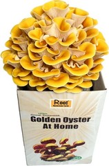 Organic Golden Oyster Mushroom Grow Kit – Complete Easy Set for Home Cultivation