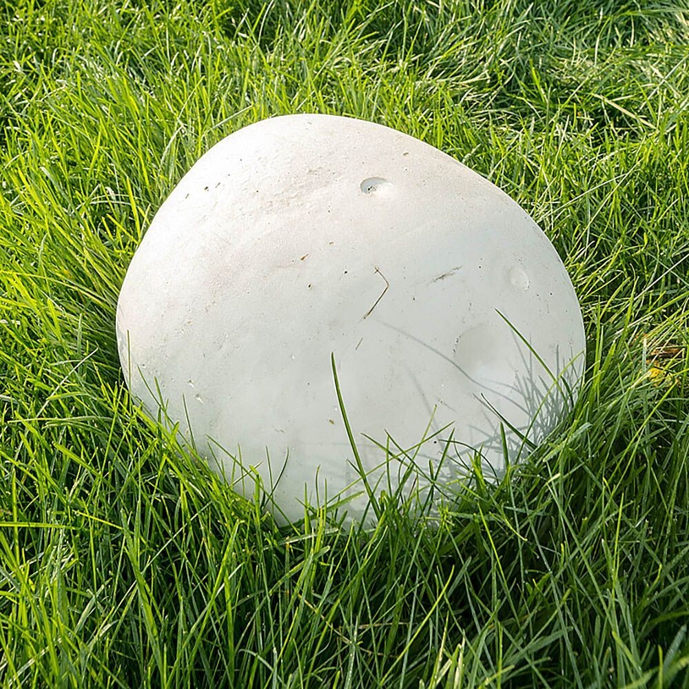 Giant Puffball (Calvatia gigantea) Liquid Culture