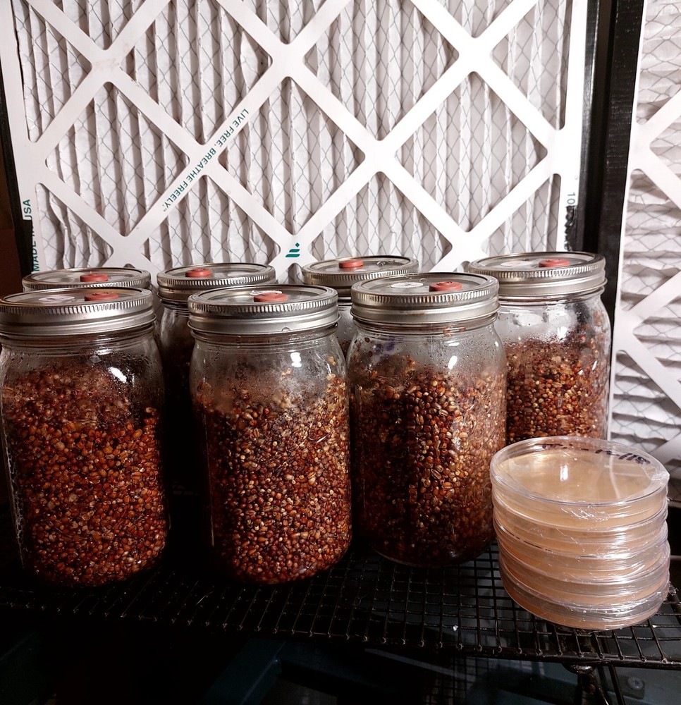 4 Sterilized wild bird seed Jars w/ Self Healing Injection Port & Filter Patch