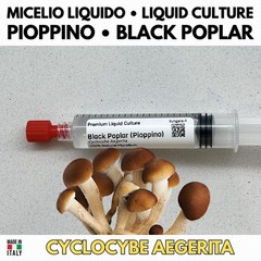 Cyclocybe Aegerita Poplar G1 Tube Agar Inclined Grow Gourmet Mushroom