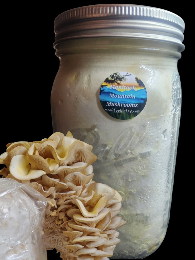 ITALIAN OYSTER Mushroom Colonized Grain Spawn, 1 Quart