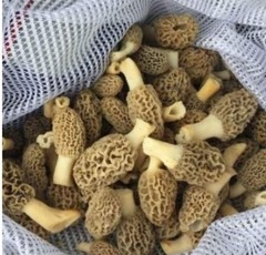 Morel Mushroom – Spawn – Garden Grow Kit – Covers 6′ X 6′ Area!
