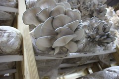 ORGANIC – Blue Oyster Mushroom (Pleurotus ostreatus) Liquid Culture