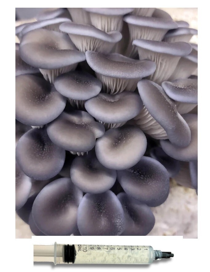 10ml Bay Hydro Blue Oyster Mushroom Mycelium Liquid Culture
