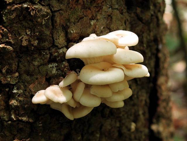 Phoenix Oyster (Pleurotus pulmonarius) Liquid Culture